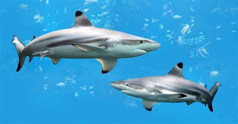 Discover The Largest Blacktip Ever Caught Off Florida A Z Animals