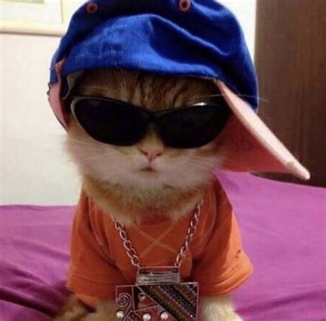 Cat Pfp Cat Icon Funny Animals Cat Memes Funny Looking Cats