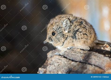 Elephant shrew baby stock photo. Image of snout, gerbil - 38995722