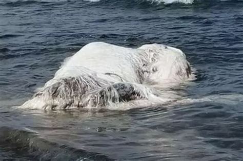 Mysterious Six Metre Long Hairy Sea Monster Washes Up On Beach But