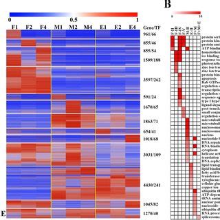 Spatio Temporal Gene Expression Pattern Of Maize Internode And