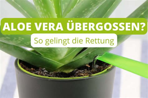 Aloe Vera Zu Viel Wasser Gegeben Was Tun Gartenlexikon De