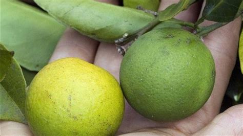 Citrus Greening Disease Parasitic Wasps Affecting Citrus Tress