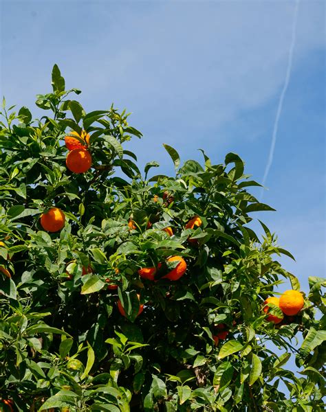 Green Persimmon Tree with FruitsFree Stock Photo