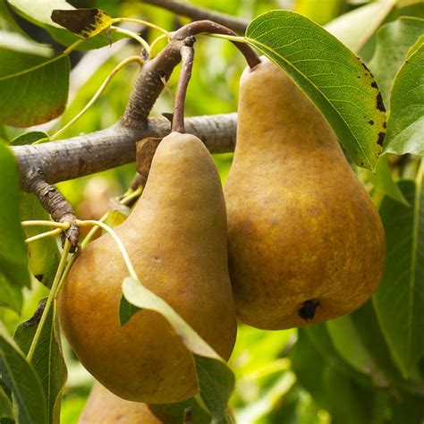 California Bosc Pear Trees for Sale – FastGrowingTrees.com