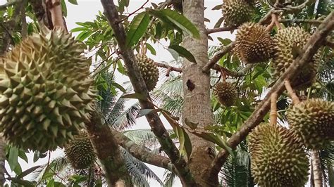 Durian Montong Ijo Mbah WO Di Lahan Bekas Sawah Panen Musim Ini