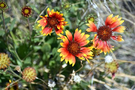 Firewheel Flower Original Public Domain Free Photo Rawpixel