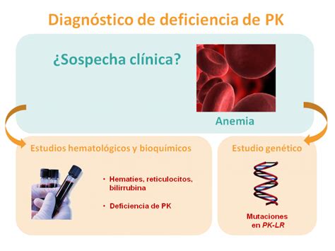 Diagn Stico Y Tratamiento De La Deficiencia De Piruvato Quinasa Gu A