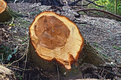 Baum F Llen Aber Richtig Genehmigung Anleitung Sicherheit