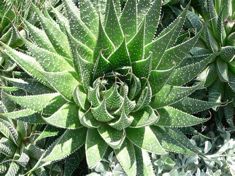 Cuidados Del Decorativo Aloe Aristata O Planta Antorcha