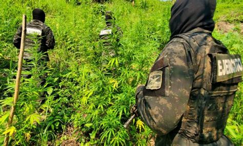 Aseguran Dos Plantaciones Con Mil Arbustos De Supuesta Marihuana