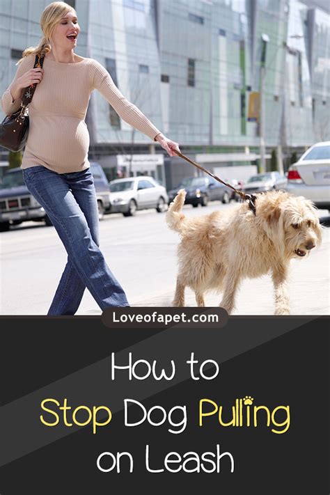 A Dog Lovers Guide On How To Stop Your Dog From Pulling The Leash