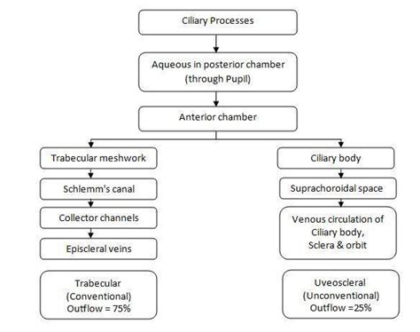 Flow Of Aqueous Humor Diagram Aqueous Humor Pathway Clip Art