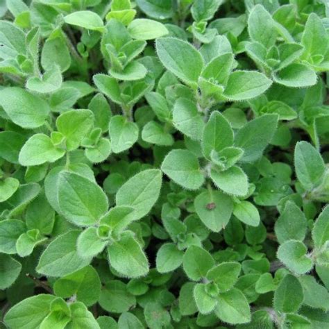Oregano - Breaking Ground Farm & Nursery