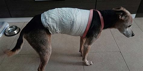 Cómo tratar la hernia discal en perros de forma natural