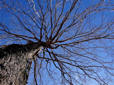 Tree Without Leaves In Late Winter Smithsonian Photo Contest