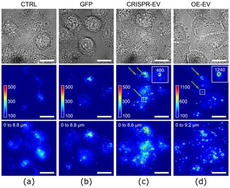 Ijms Special Issue Development And Application Of Super Resolution Imaging Methods For