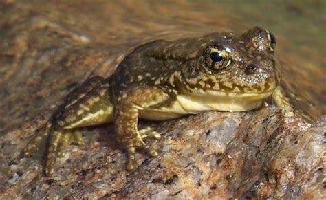 Sierra Nevada Yellow Legged Frog Alchetron The Free Social Encyclopedia