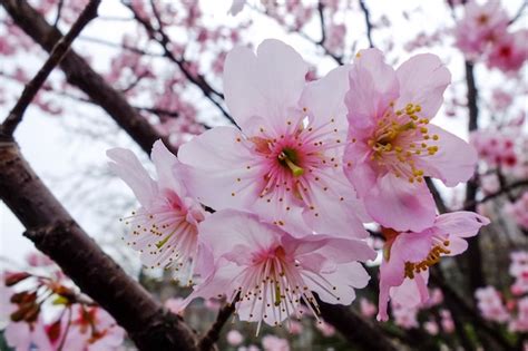 Premium Photo | Beautiful cherry blossoms in the park