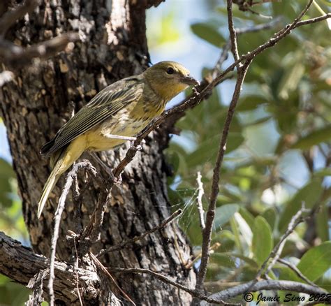 Hepatic Tanager Ironekilz Flickr