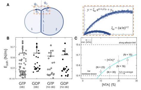 Quantification Of Adhesion Strength A Schematic Diagram Of Two Guvs