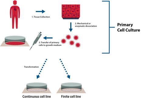 What Is Primary Cell Culture Eppendorf Us