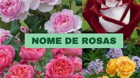 Como Se Escreve Rosas - NOMES DE ROSAS - PARTE 1 - CONHEÇA ALGUNS NOMES DE ROSAS - YouTube
