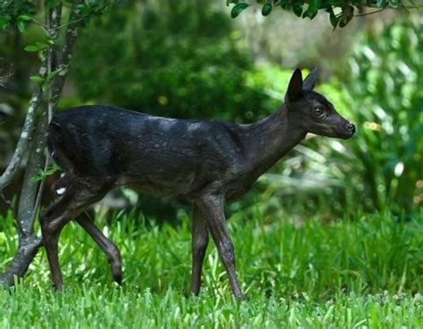 Wild Even Rarer Than Albino White Tailed Deer Are Black Or