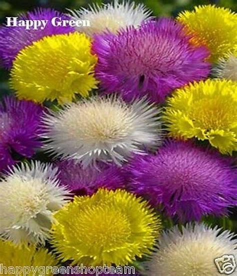 SWEET SULTAN Mixed CORNFLOWER 200 Seeds Centaurea Etsy Beautiful