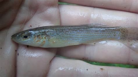 Northern Studfish Fishes Of The Upper Green River Ky · Inaturalist