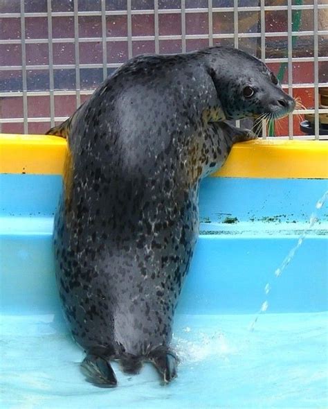 A Seal Is Standing In The Water And Looking At Something On His Back Legs