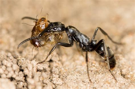 Can altruism exist without empathy? Lessons from the ant world