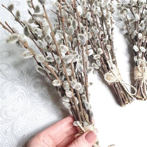 Pussy Willow Art Etsy
