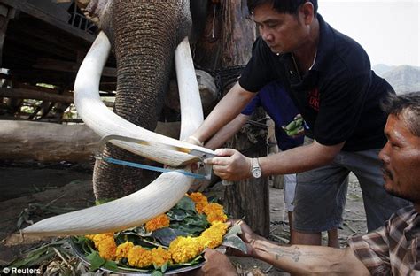 Tusk trade: Elephant has its tusked trimmed legally as wildlife ...