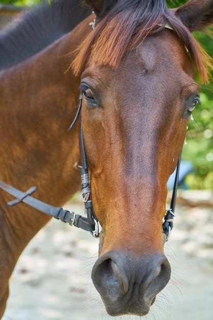 Face de um cavalo fechar se Foto Grátis