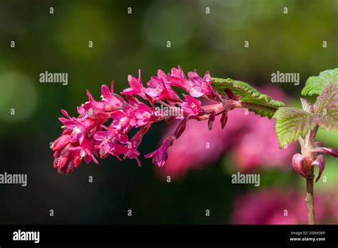 Ribes Sanguineum King Edward VII An Early Spring Dark Red Flower