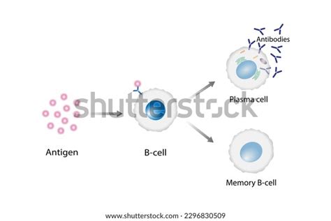 Activation B Cell Leukocytes B Lymphocyte Differentiation Stock Vector