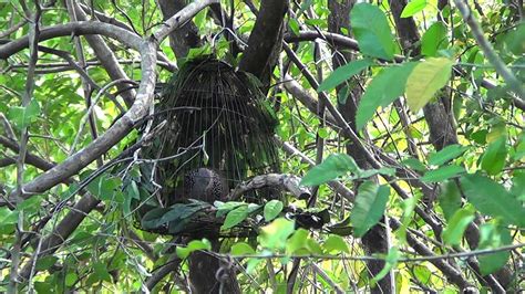 Bay Chim Cu Gay YouTube