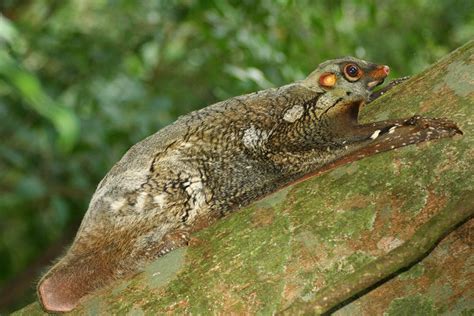 O Colugo Um Mam Fero Arbor Cola Escalador Encontrado No Sudoeste