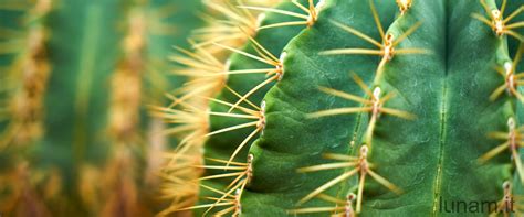 Pilosocereus Pachycladus Caratteristiche E Curiosit Su Questa Pianta