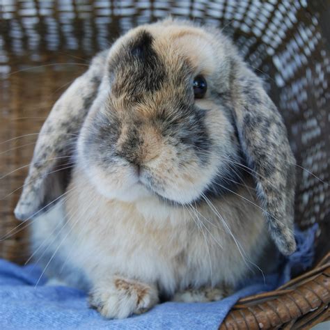 Harlequin Rabbits