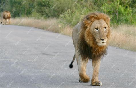 Premium Photo Group Of Lions Resting On The Road Male Lion Walking