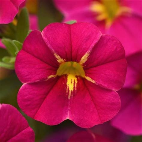 Calibrachoa Million Bells Superbells Our Plants Kaw Valley