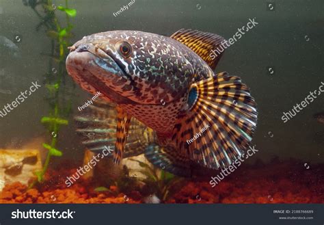 Beauty Snakehead Aquarium Predator Fish Stock Photo 2188766689 ...