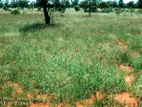 Factsheet - Buffel grass