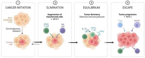 Cancer Immuno Editing By Killing Tumor Cells With High Immunogenicity