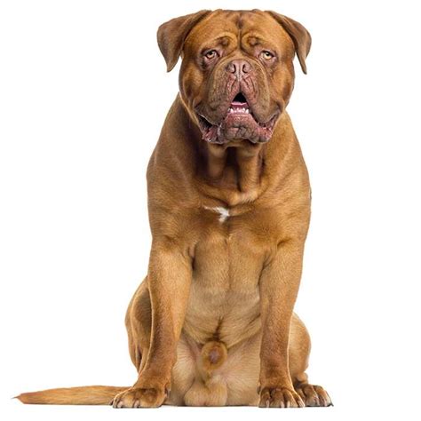 Dogue De Bordeaux Dog Breed: Profile, Personality, Facts