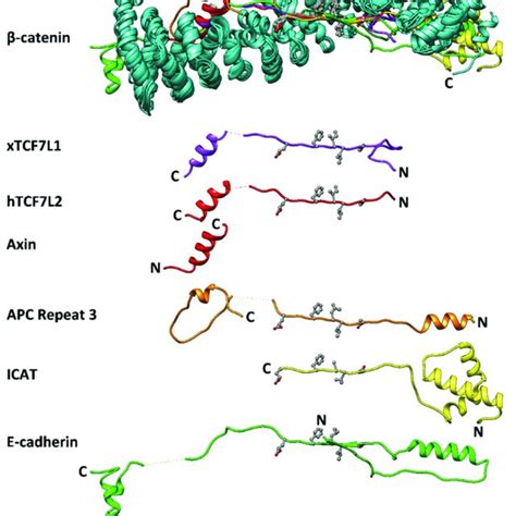 Interactions Of β Catenin And Its Partner Proteins Schematic Showing Download Scientific