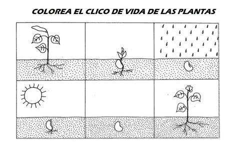 Fichas Para Aprender El Ciclo De Vida De Las Plantas