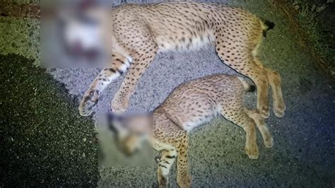 Mueren dos ejemplares de lince ibérico atropellados en una carretera de